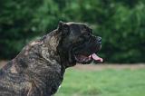 CANE CORSO 1459